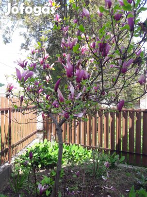 Magnólia, tulipánfa hajtás, csemete, lila szinű