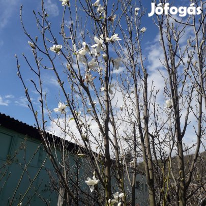 Magnólia, tulipánfa hajtás, csemete fehér szinű