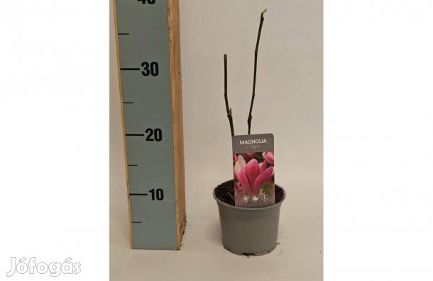 Magnolia liliiflora Nigra