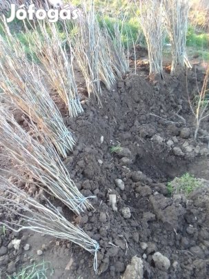 Magonc diófa csemete eladó.06209939664