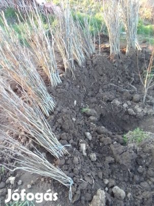 Magonc diófa csemete eladó 40cm-től