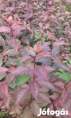 Magonc vérszilva csemete eladó