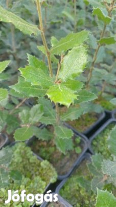Magyaltölgy csemete eladó