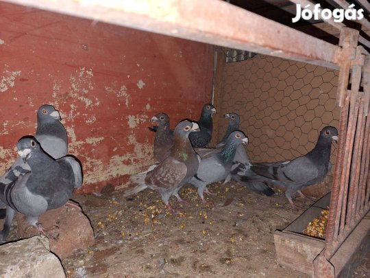 Magyar Dudoros Posták