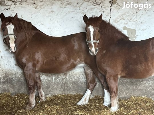 Magyar Hidegvérű kancák