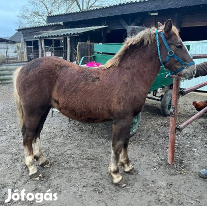 Magyar Hidegvérű mén csikó!