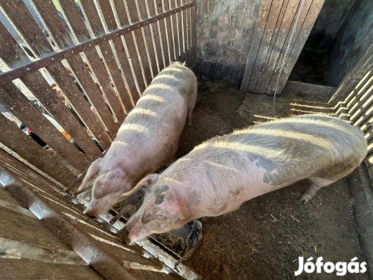 Magyar-Lapály keverék hízók eladók