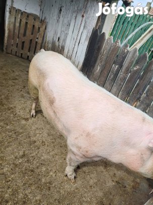 Magyar Lapály koca eladó!