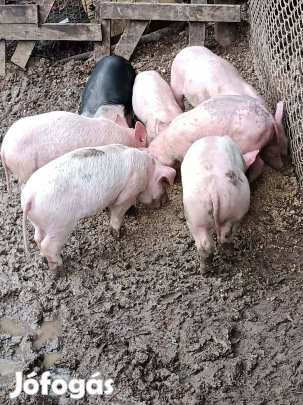 Magyar Lapály malacok eladók