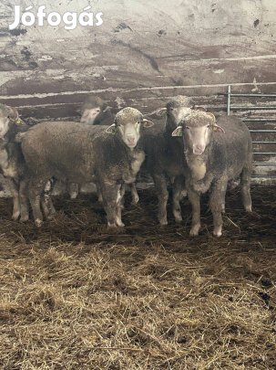 Magyar Merinó törzskönyves kosok