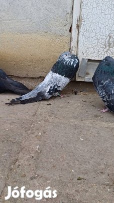 Magyar Óriás Begyes