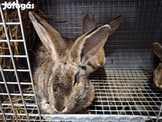 Magyar Óriás nyulak eladóak