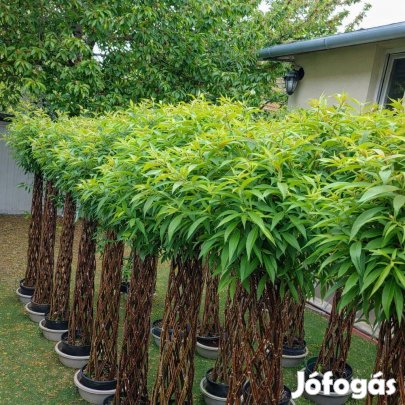 Magyar Pálma-Fonott Fűz!!