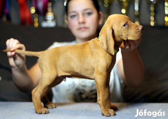 Magyar Vizsla törzskönyvezett , kan kiskutya eladó!
