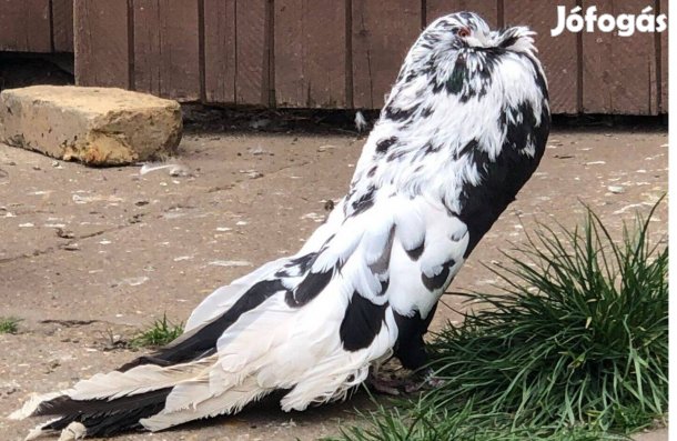 Magyar begyes galamb eladó!