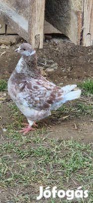 Magyar csirke és king galamb