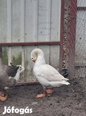 Magyar fehér gúnár