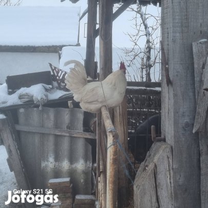 Magyar fehér őshonos tojás