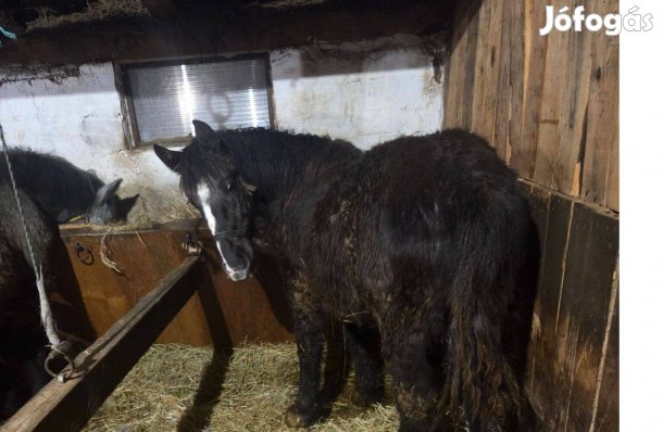 Magyar hidegvérű csikó