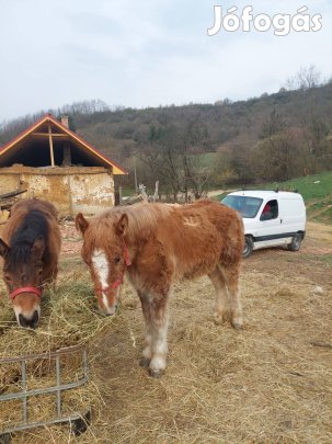 Magyar hidegvérű csikók