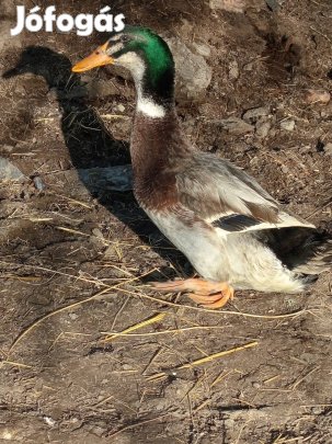 Magyar kacsa gácsér 