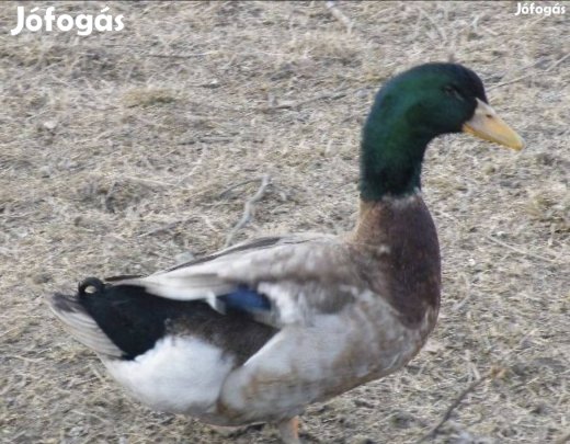 Magyar kacsa gácsér eladó