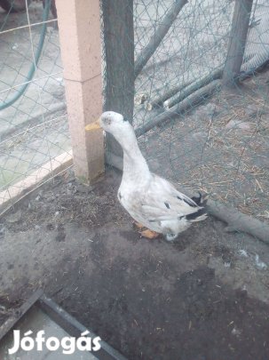 Magyar kacsa him eladó. cserélhető