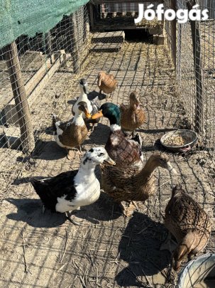 Magyar kacsa tojás Szolnok