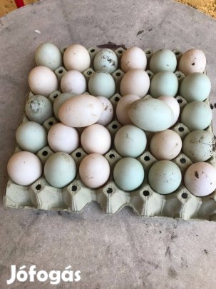 Magyar kacsa tojás keltetésre eladó Debrecen