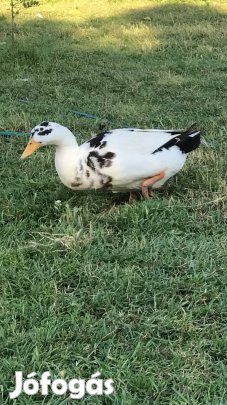 Magyar kacsa tojók