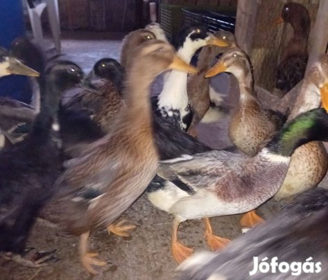 Magyar kacsák