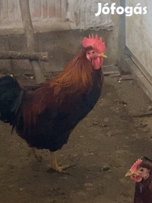Magyar kakas 1 éves