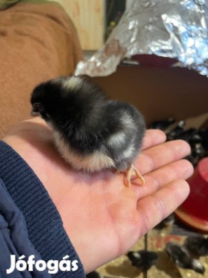 Magyar kendermagos csibék