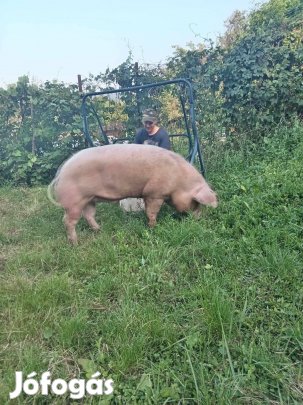 Magyar lapály aktív kan 