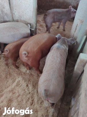 Magyar lapály és kanadai duroc keresztezésű süldő eladók.