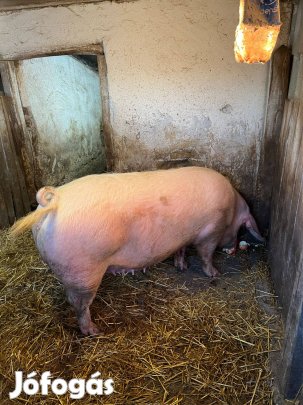 Magyar lapály koca eladó