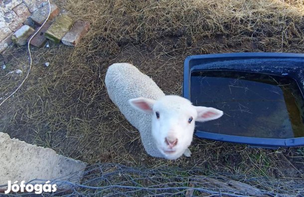 Magyar merinó fajtájú kos bárányok eladók