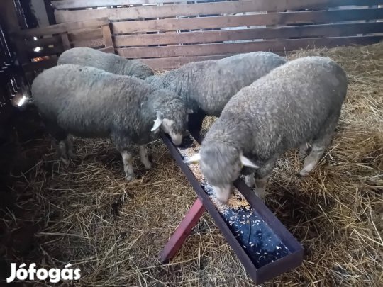 Magyar merinó törzs kos 