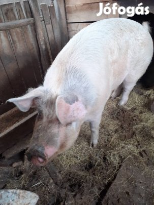 Magyar nagy fehér sertés