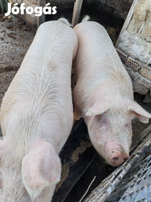 Magyar nagy fehér sertés 