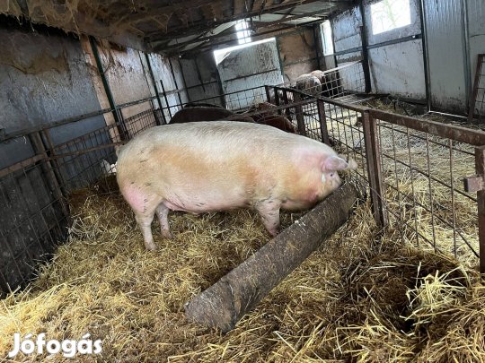 Magyar nagyfehér 220kg disznó hízó sertés