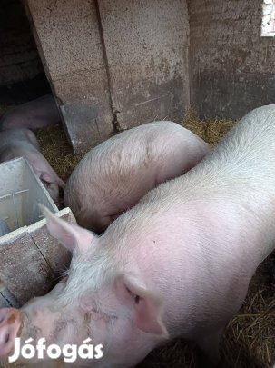 Magyar nagyfehér és lapály hízók eladók! 