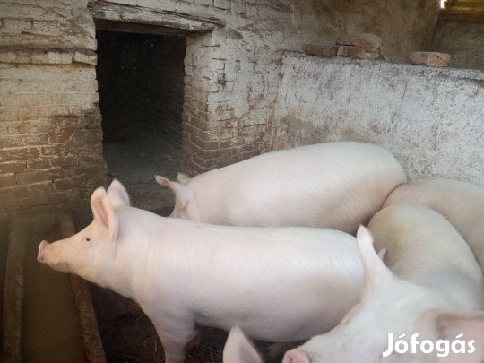 Magyar nagyfehér hízók eladók 