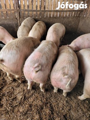 Magyar nagyfehér hízzok eladó!