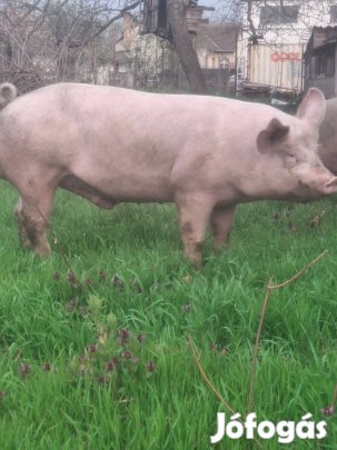 Magyar nagyfehér kan fedez