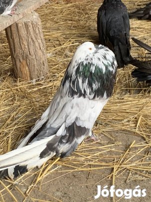 Magyar óriás begyes galamb 