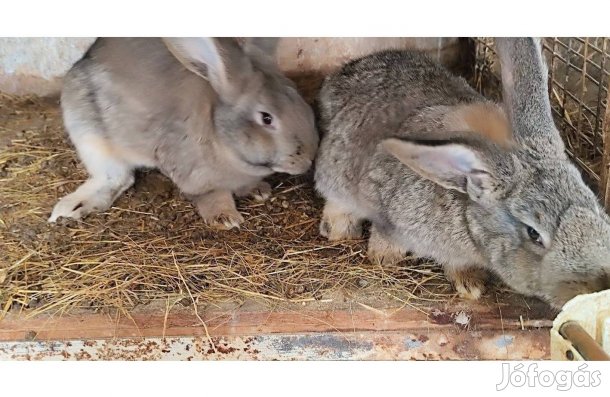 Magyar óriás fajtatiszta nyúl