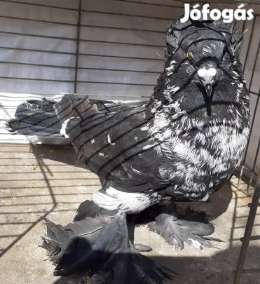 Magyar óriás galambok eladók