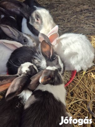 Magyar óriás jellegű nyuszik , nyúl 