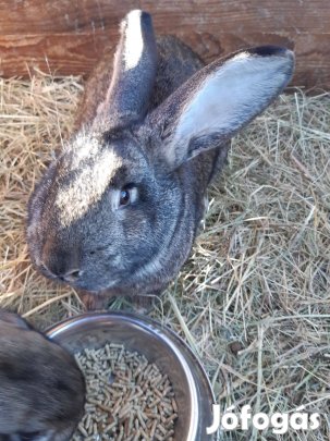 Magyar óriás kan eladó